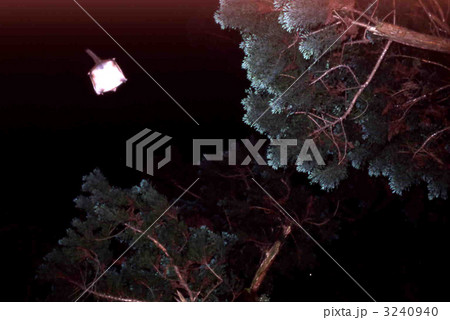 ムササビの滑空 3240940