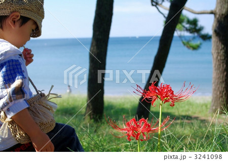 小さなカメラマン 小さなカメラマン 3241098