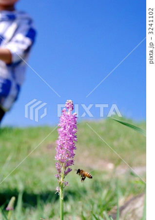 海岸の浜蔓穂(ハマツルボ)と蜂 海岸の浜蔓穂(ハマツルボ)と蜂 3241102