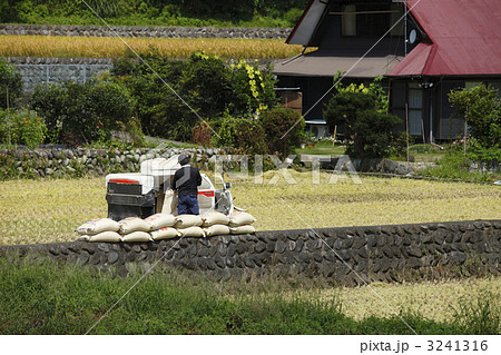 稲刈り 3241316