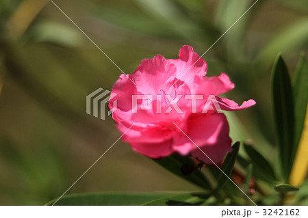 キョウチクトウ 3242162