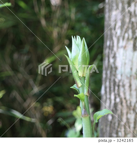 ウバユリの蕾 3242165