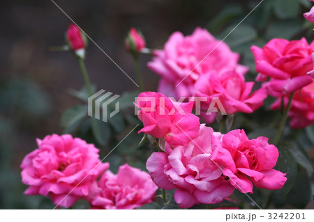 マリア・カラス 3242201