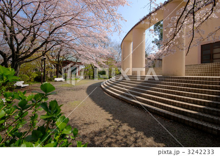 多摩市 桜ヶ丘公園 多摩市 桜ヶ丘公園 3242233