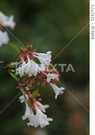 アベリア (ハナゾノツクバネウツギ) アベリア (ハナゾノツクバネウツギ) 3242571