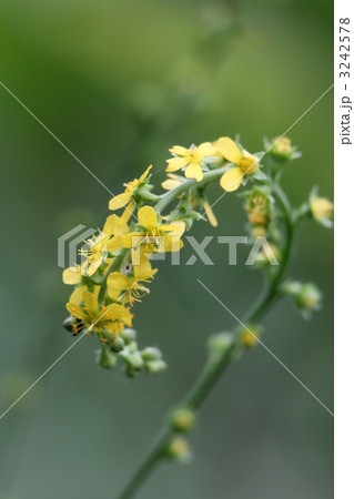 キンミズヒキ 3242578