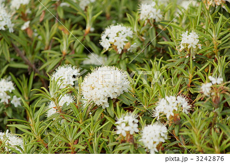 白エゾイソツツジ 白エゾイソツツジ 3242876