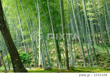 天龍寺 竹林 天龍寺 竹林 3243109