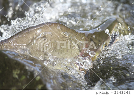 カラフトマスの遡上 カラフトマスの遡上 3243242