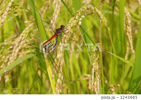 赤トンボ　二匹のトンボ 3243665