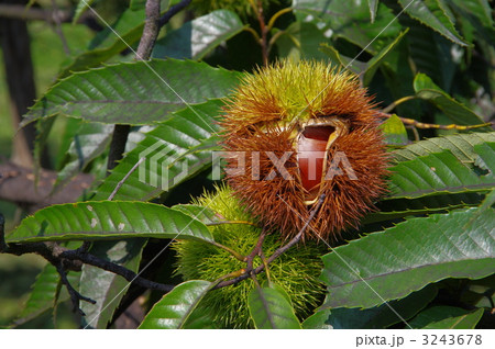 いがぐり　栗の実 3243678
