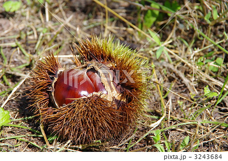 落ち栗　いがぐり　 3243684