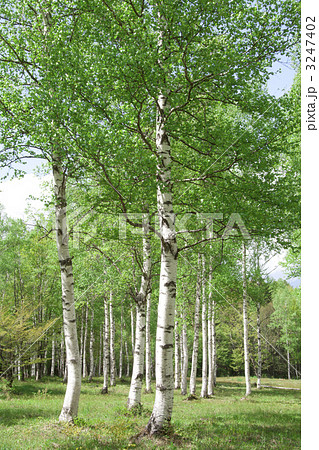 白樺林 白樺林 3247402