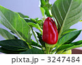 とうがらし 3247484
