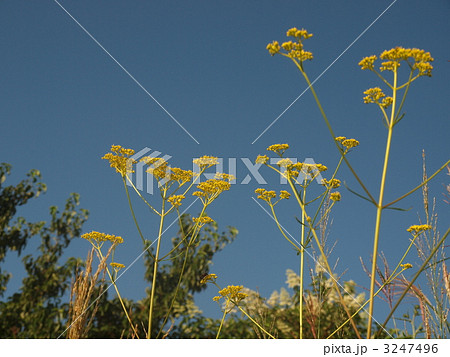 花言葉約束を守る 青空と秋の七草 青空とオミナエシの写真素材