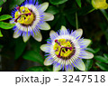 トケイソウ 3247518