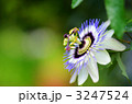 トケイソウ 3247524