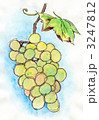 白ぶどう 3247812