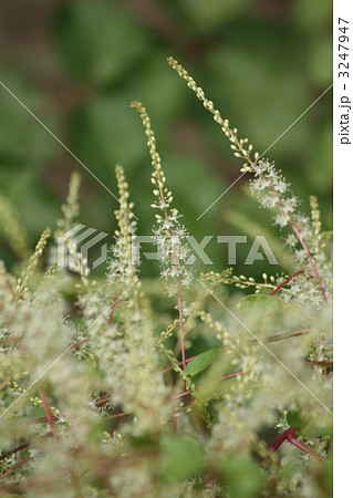 オカワカメの花 3247947