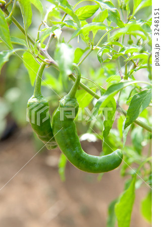 万願寺唐辛子 3248151