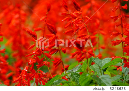 サルビア・スプレンデンス　甘い蜜の思い出 3248628