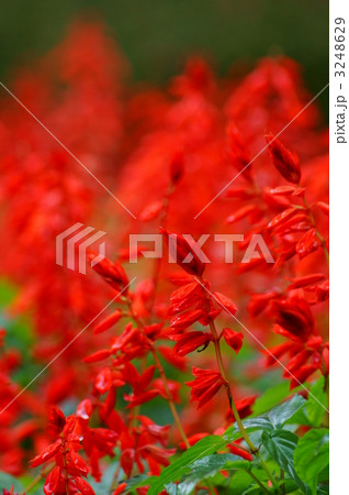 サルビア・スプレンデンス　甘い蜜の思い出 3248629