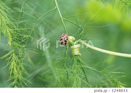 まだ落ちたくない 3248633