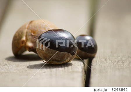 栃の実 栗みたいに大きいです。 栃の実 栗みたいに大きいです。 3248642