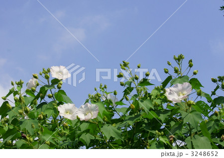 酔芙蓉スイフヨウ　美しくしとやかな朝の顔 3248652