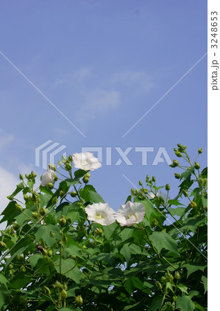 酔芙蓉スイフヨウ 美しくしとやかな朝の顔 酔芙蓉スイフヨウ 美しくしとやかな朝の顔 3248653