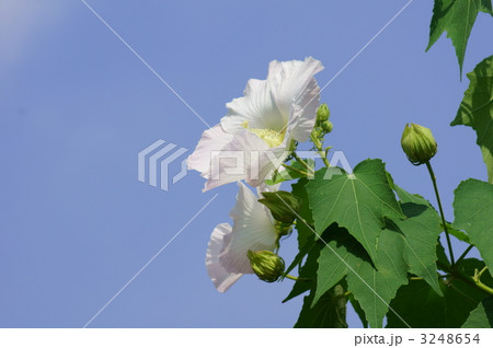 酔芙蓉スイフヨウ 美しくしとやかな朝の顔 酔芙蓉スイフヨウ 美しくしとやかな朝の顔 3248654
