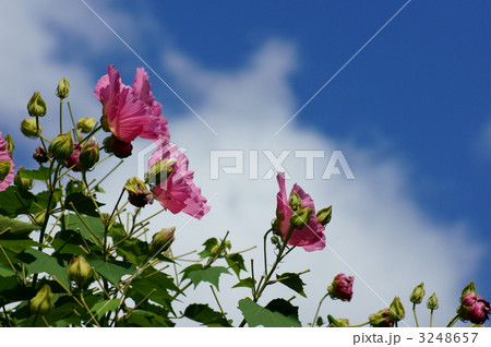 酔芙蓉スイフヨウ　鮮やかな昼の顔 3248657