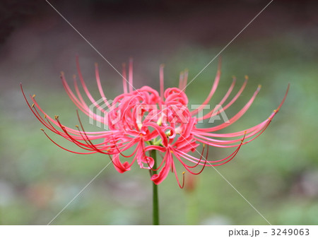 曼珠沙華 3249063