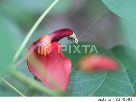 カイコウズの紅い花 カイコウズの紅い花 3249092