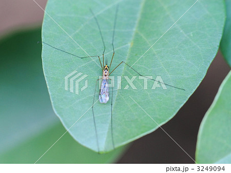 キイロホソガガンボ キイロホソガガンボ 3249094