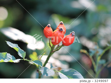 花水木の赤い実 花水木の赤い実 3249097