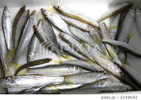 オイカワ オイカワ 3249692