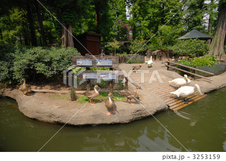 井の頭自然文化園 井の頭自然文化園 3253159