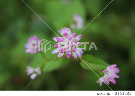 秋の鰻つかみ 秋の鰻つかみ 3253530