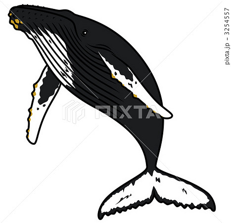 クジラ全身 ヒゲクジラ ハンプバックホエールのイラスト素材