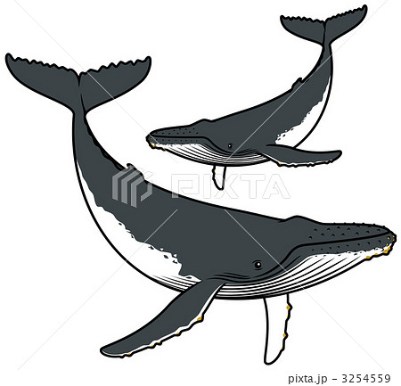 ヒゲクジラ 親子クジラ ハンプバックホエールのイラスト素材