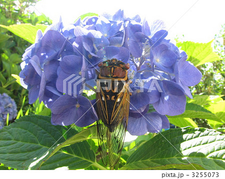 紫陽花とセミ 紫陽花とセミ 3255073