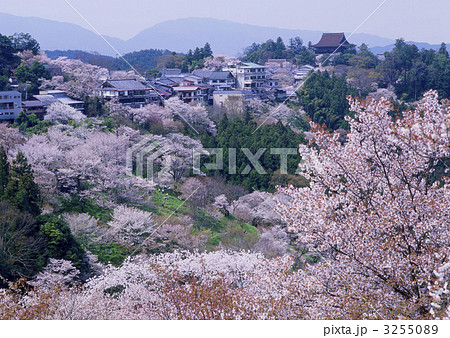 吉野の桜 吉野の桜 3255089