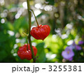 ほおずき_01 3255381