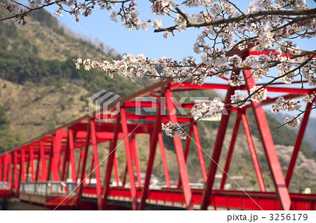 四万十川　津大橋と桜 3256179