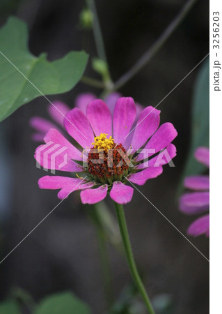 ジニアの花 3256203