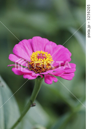 ジニアの花 3256205