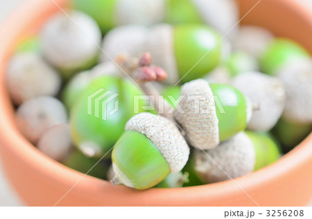 ふたごのベビーどんぐり ふたごのベビーどんぐり 3256208