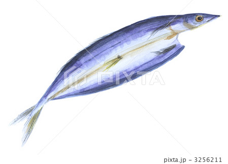 さんまの開き 一夜干し さんまの開き 一夜干し 3256211