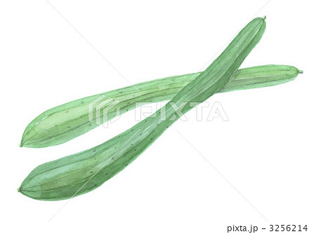 大和三尺きゅうり　大和の伝統野菜 3256214